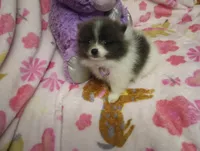 Lucky Lady Deposit made, a female Pomeranian for sale in Singleton, TX – Photo 1 of 4