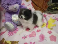 Lucky Lady Deposit made, a female Pomeranian for sale in Singleton, TX – Photo 4 of 4