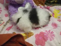 Lucky Lady Deposit made, a female Pomeranian for sale in Singleton, TX – Photo 3 of 4