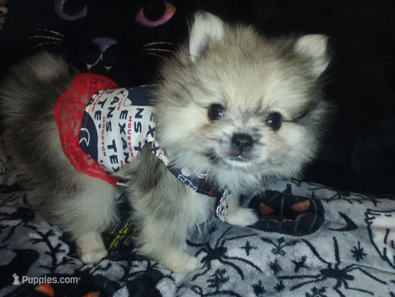 Beautiful Angel – Pomeranian puppy for sale in Singleton, TX