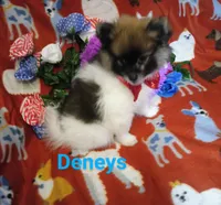 Tex deposit the Browns, a male Pomeranian for sale in Singleton, TX – 3 of 5