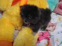 Bunny Hop, a female Pomeranian for sale in Singleton, TX – Photo 3 of 5