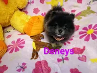 Tiny Bunny Hop deposit from Cheryl, a female Pomeranian for sale in Singleton, TX – Photo 2 of 5