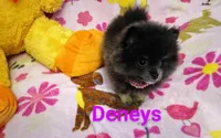 Tiny Bunny Hop deposit from Cheryl, a female Pomeranian for sale in Singleton, TX – Photo 3 of 5