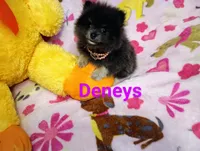 Tiny Bunny Hop deposit from Cheryl, a female Pomeranian for sale in Singleton, TX – Photo 4 of 5