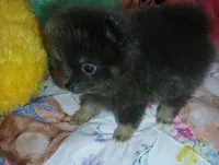 Bunny Hop, a female Pomeranian for sale in Singleton, TX – Photo 4 of 5