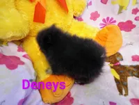 Tiny Bunny Hop deposit from Cheryl, a female Pomeranian for sale in Singleton, TX – Photo 5 of 5