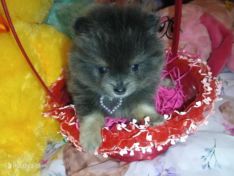 Bunny Hop – Pomeranian puppy for sale in Singleton, TX