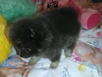 Bunny Hop, a female Pomeranian for sale in Singleton, TX – Photo 5 of 5