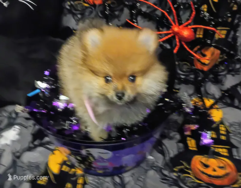 Pumpkin – Pomeranian puppy for sale in Singleton, TX