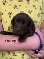 Duke, a male Labrador Retriever for sale in Chino Valley, AZ – 9 of 10