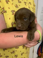 Duke, a male Labrador Retriever for sale in Chino Valley, AZ – 2 of 10