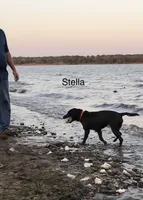 Stella, a female Labrador Retriever for sale in Chino Valley, AZ – 8 of 8