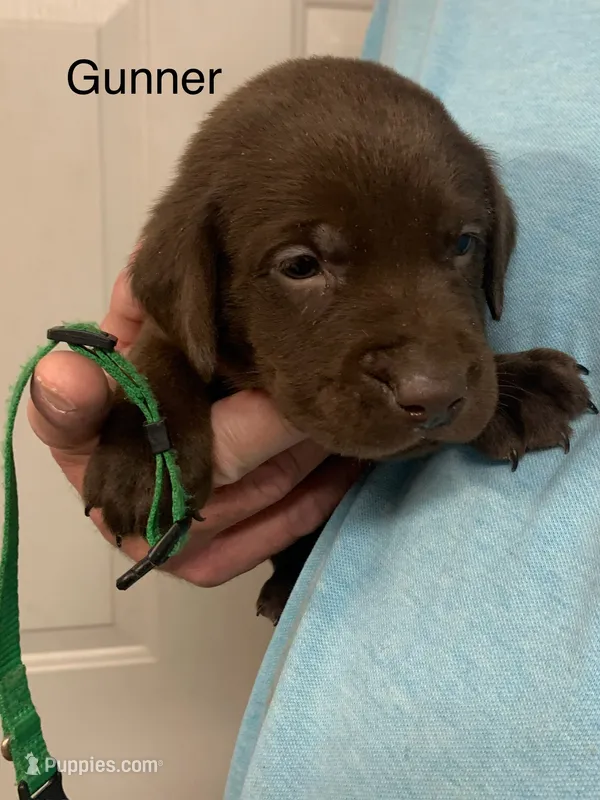 Gunner – Labrador Retriever puppy for sale in Chino Valley, AZ