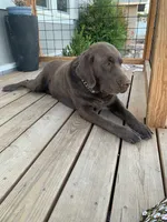 Kimber, a female Labrador Retriever for sale in Chino Valley, AZ – 5 of 6