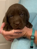 Duke, a male Labrador Retriever for sale in Chino Valley, AZ – 4 of 10
