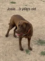 Fergus, a male Labrador Retriever for sale in Chino Valley, AZ – 9 of 10