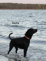 Stella, a female Labrador Retriever for sale in Chino Valley, AZ – 5 of 8