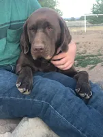 Kimber, a female Labrador Retriever for sale in Chino Valley, AZ – 4 of 6