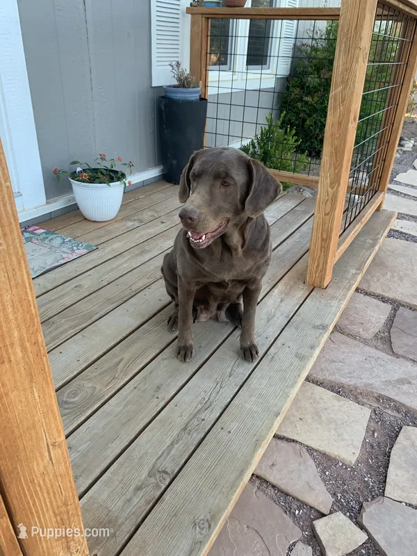 Stella – Labrador Retriever puppy for sale in Chino Valley, AZ