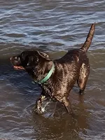 Stella, a female Labrador Retriever for sale in Chino Valley, AZ – 7 of 8