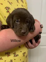 Duke, a male Labrador Retriever for sale in Chino Valley, AZ – 10 of 10