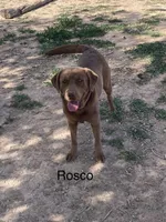 Jasper, a male Labrador Retriever for sale in Chino Valley, AZ – 9 of 10