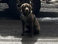 Kimber, a female Labrador Retriever for sale in Chino Valley, AZ – 2 of 6
