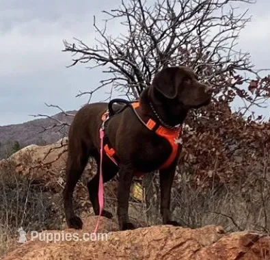 Kimber – Labrador Retriever puppy for sale in Chino Valley, AZ
