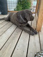Kimber, a female Labrador Retriever for sale in Chino Valley, AZ – 6 of 6