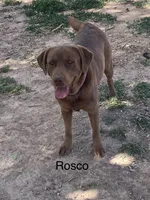 Gunner, a male Labrador Retriever for sale in Chino Valley, AZ – 10 of 10