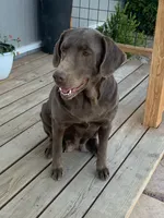Stella, a female Labrador Retriever for sale in Chino Valley, AZ – 3 of 8