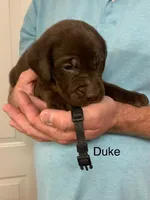 Duke, a male Labrador Retriever for sale in Chino Valley, AZ – 1 of 10