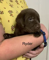 Gunner, a male Labrador Retriever for sale in Chino Valley, AZ – 2 of 10