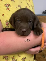 Duke, a male Labrador Retriever for sale in Chino Valley, AZ – 3 of 10