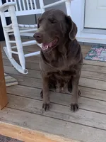 Stella, a female Labrador Retriever for sale in Chino Valley, AZ – 2 of 8