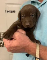 Duke, a male Labrador Retriever for sale in Chino Valley, AZ – 8 of 10