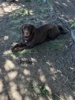 Jasper, a male Labrador Retriever for sale in Chino Valley, AZ – 10 of 10