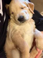 Rose , a male Golden Retriever for sale in Elk River, MN – Photo 2 of 7