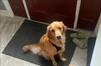 Oscar, a male Golden Retriever for sale in Elk River, MN – Photo 3 of 5