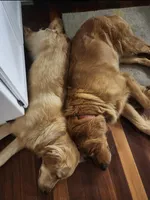 Oscar, a male Golden Retriever for sale in Elk River, MN – Photo 5 of 5