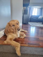 Rose , a male Golden Retriever for sale in Elk River, MN – Photo 5 of 7