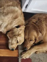 Rose , a male Golden Retriever for sale in Elk River, MN – Photo 6 of 7