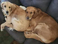 Rose , a male Golden Retriever for sale in Elk River, MN – Photo 4 of 7