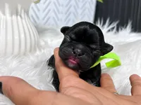 Kinji, a male French Bulldog for sale in San Antonio, TX – 3 of 3