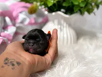 Gojo, a male French Bulldog for sale in San Antonio, TX – 2 of 3