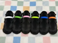 Kento, a male French Bulldog for sale in San Antonio, TX – 3 of 3
