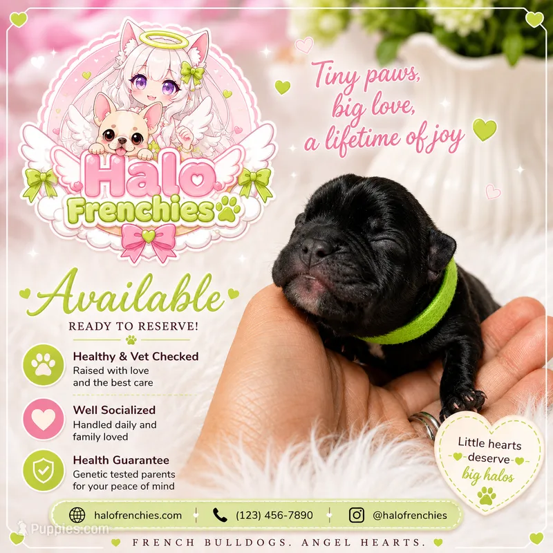 Yuji – French Bulldog puppy for sale in San Antonio, TX