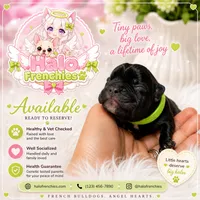 Yuji, a male French Bulldog for sale in San Antonio, TX – 1 of 3