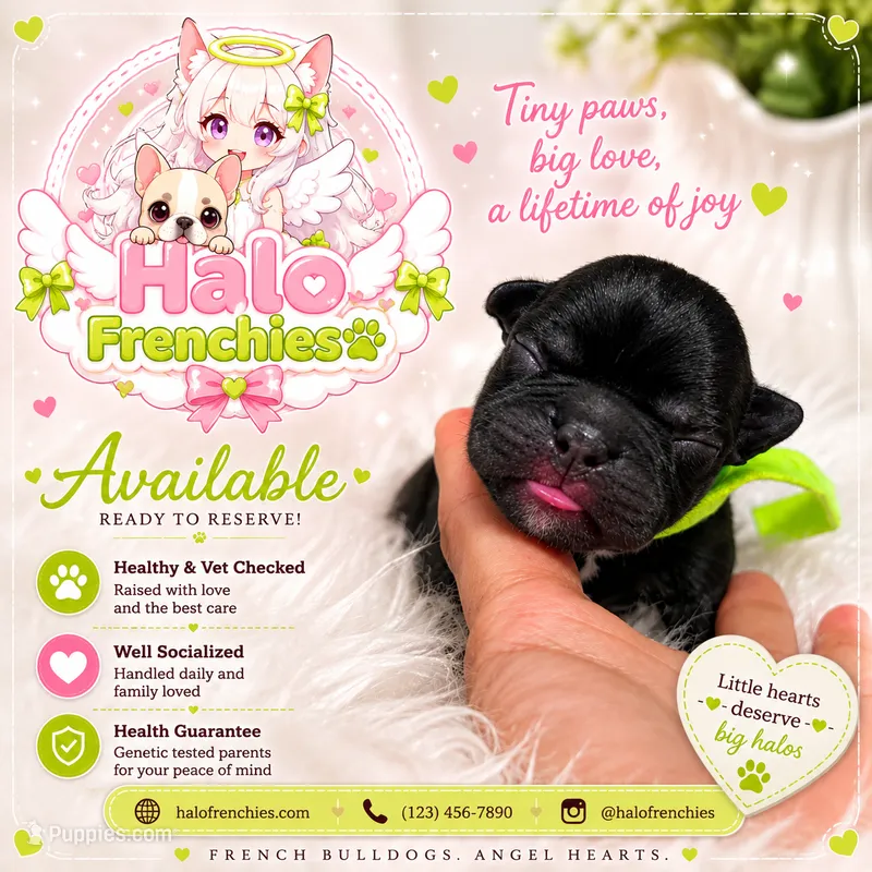 Kinji – French Bulldog puppy for sale in San Antonio, TX